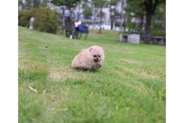 $350 : Micro Pomerania image 3