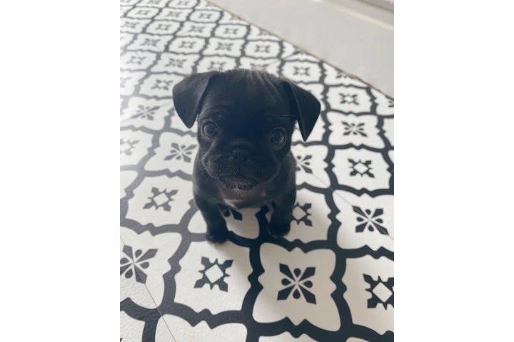 Cachorros de pug juguetones@@ image 2