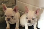 $300 : cachorros de Bulldog Francés thumbnail