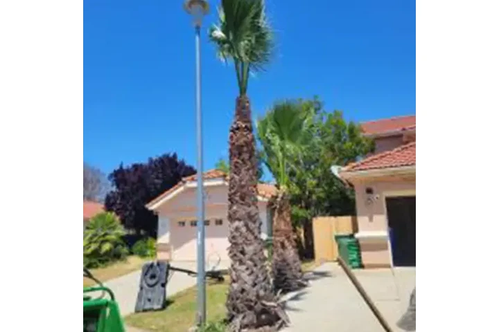 Poda y trimming profesional image 6