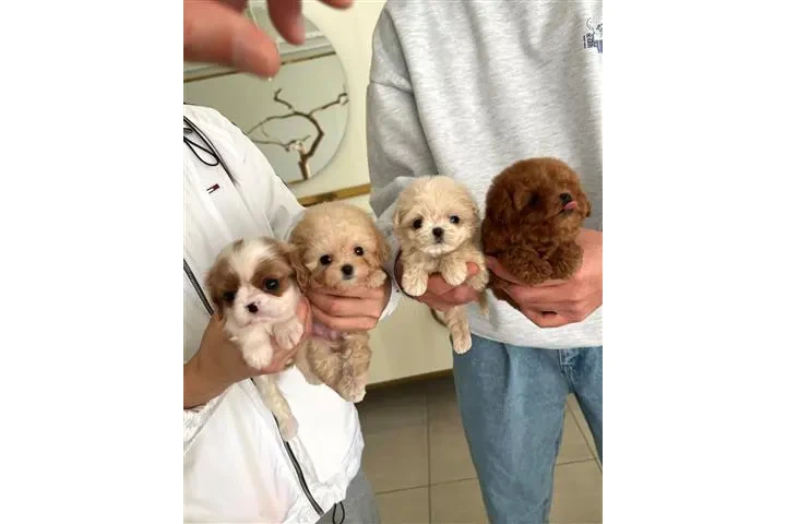 $350 : MALTIPOO EN VENTA image 3