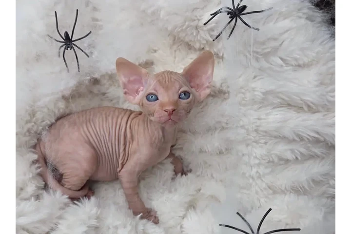 $400 : Two sphynx boys for sale image 2