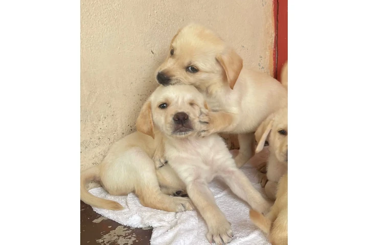 $500 : Cachorros Labradores Amarillos image 2