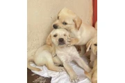 $500 : Cachorros Labradores Amarillos thumbnail