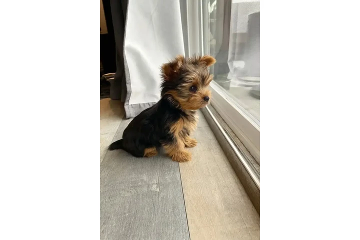 $400 : Cachorros de Yorkshire Terrier image 3