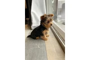 $400 : Cachorros de Yorkshire Terrier thumbnail