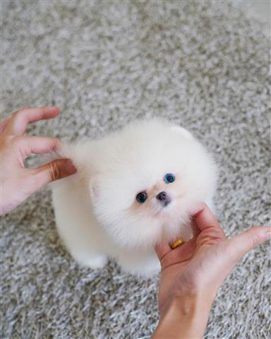 $400 : Mini Teacup Pomeranian puppy image 2