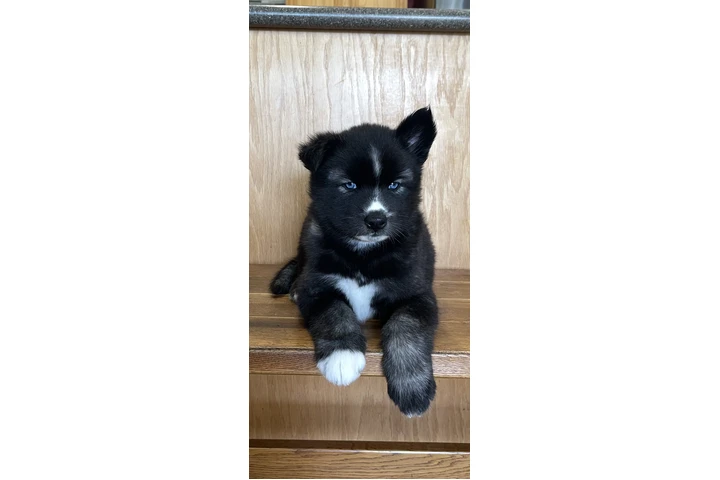 $400 : Siberian Husky Puppies image 2