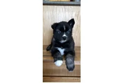 $400 : Siberian Husky Puppies thumbnail