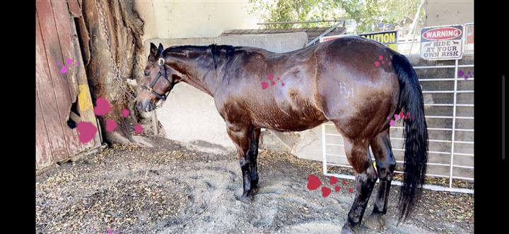 SE RENTA CABALLOS PARA FIESTAS image 2