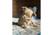 $500 : Chihuahua puppies thumbnail