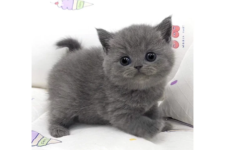 $300 : Adopción: Británico de Pelo Co image 1