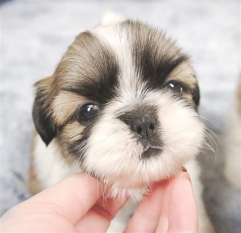 $350 : Cachorros Shihtzu image 1