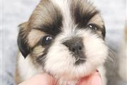 $350 : Cachorros Shihtzu thumbnail