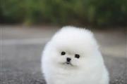 Pomeranian puppies for sale en Los Angeles