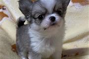 $400 : Teacup chihuahua for adoption thumbnail