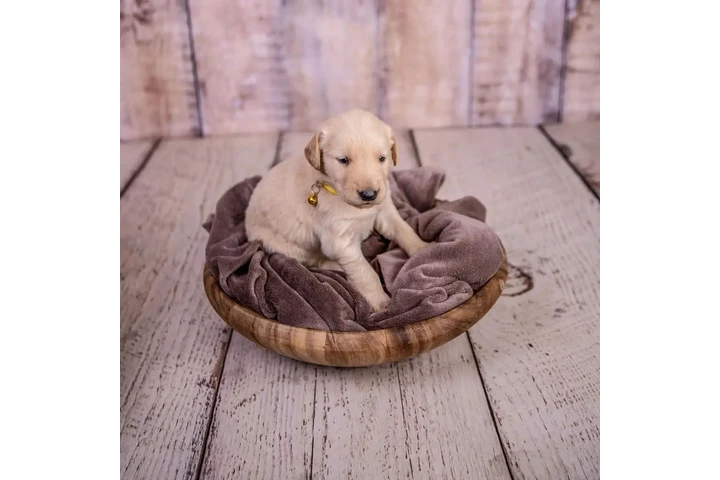 $600 : Golden retriever image 2