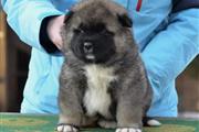 Akita puppy for adoption en Detroit