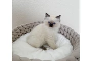 $380 : Maine Coon baby cats for adopt thumbnail