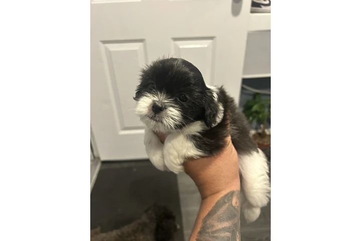 $500 : Shih tzu image 3