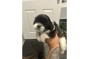 $500 : Shih tzu thumbnail