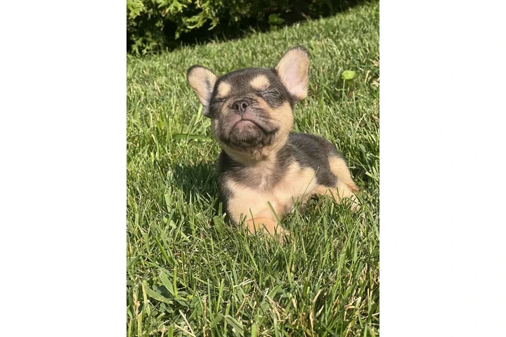 $2500 : French Bulldog Puppy (Female ) image 3