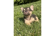 $2500 : French Bulldog Puppy (Female ) thumbnail