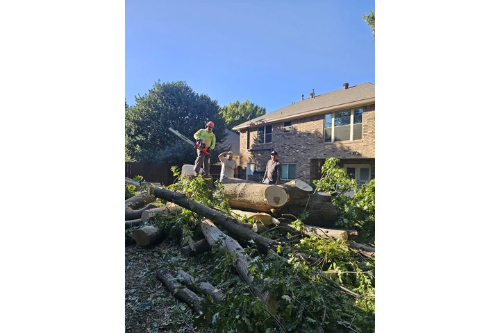 De León tree service image 1