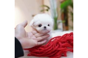 Taza de té Cachorros malteses en Atlanta