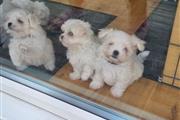 $380 : Registro kc cachorro maltés thumbnail