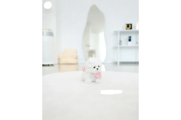 $250 : Maltese puppy image 7