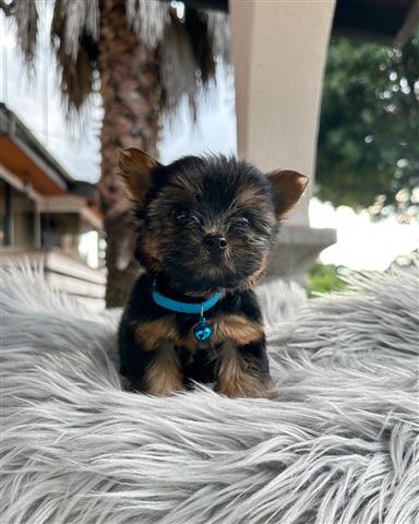 $350 : Cachorrito Yorkshire Terrier image 3