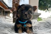 $350 : Cachorrito Yorkshire Terrier thumbnail