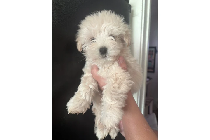 $375 : Maltipoo (lea todo ) image 5