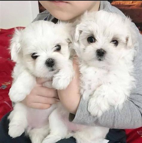 $400 : Cute Maltese puppy for sale image 2