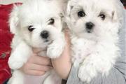 $400 : Cute Maltese puppy for sale thumbnail