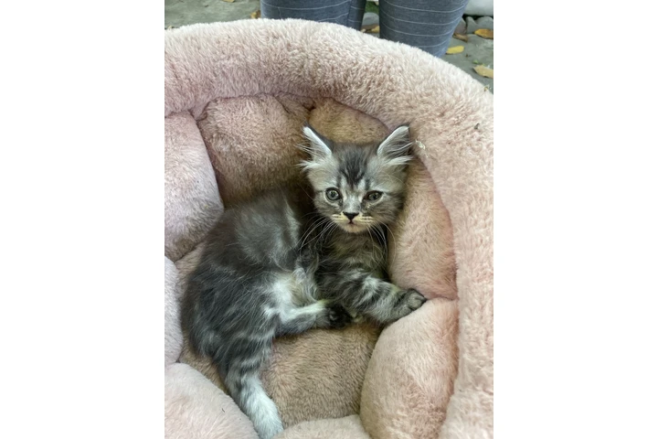 $400 : Gatos ragdoll persiano image 2