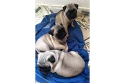 $450 : PERRITOS PUGS thumbnail
