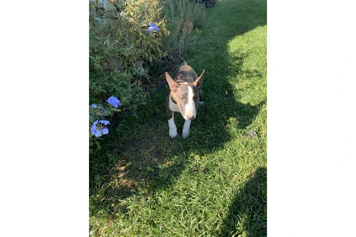 $1000 : Bull Terrier image 6