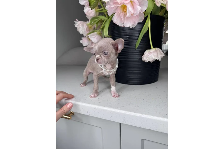 $250 : Teacup Chihuahua puppies image 1