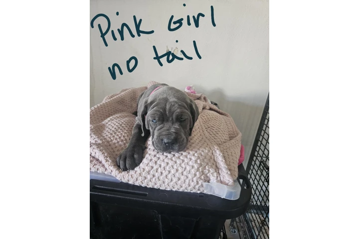 $600 : Cane corso image 10