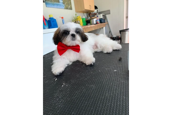 Dog Grooming a Domicilio image 7