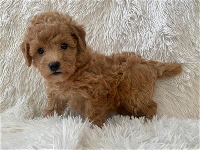 $350 : Cachorro Maltipoo en venta image 6