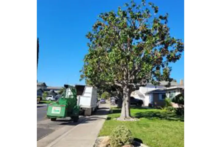 Poda y trimming profesional image 5