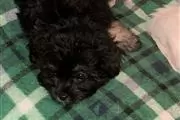 $200 : Cute shih tzu mix puppies thumbnail