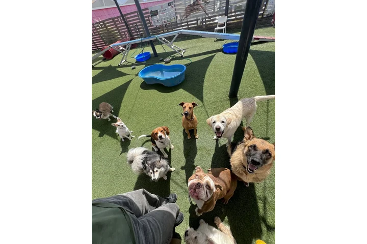 $60 : Cuidado de mascotas image 1