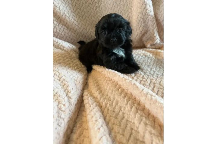 $350 : Cachorros Shihtzu en venta image 3