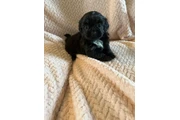 $350 : Cachorros Shihtzu en venta thumbnail