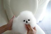 $250 : Pomeranians puppies thumbnail