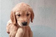 "*"GOLDEN RETRIEVER PUPPY"*" en Jackson